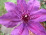 Ruby Glow clematis photo