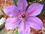 Ruby Glow clematis photo