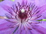 Ruby Glow clematis photo