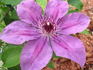 Ruby Glow clematis photo