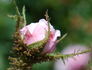 Blush Moss rose photo