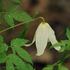 C. alpina 'White Moth' clematis photo