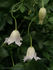 <i>C. campaniflora</i> Brot. clematis photo