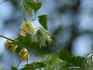 <i>C. serratifolia</i> Rehd. clematis photo
