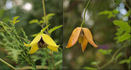 Orange Peel clematis photo