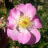 CARXLEB rose photo