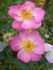 CARXLEB rose photo