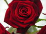 Grand Prix rose photo