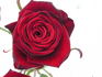 Grand Prix rose photo