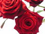 Grand Prix rose photo