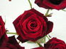 Grand Prix rose photo