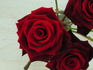 Grand Prix rose photo