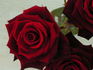 Grand Prix rose photo