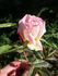 APMXSL rose photo