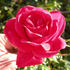 CDXHOR rose photo