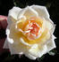 APMXSL rose photo