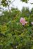 <i>R. nutkana hispida</i> rose photo