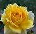 Cal Poly ™ rose photo