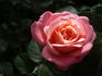 Mein Schöner Garten ® rose photo
