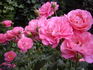 Mein Schöner Garten ® rose photo