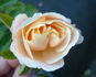 Kaiser von Lautern rose photo