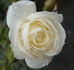 Waltz ™ rose photo