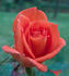 Joycie rose photo
