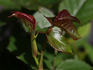 Behold ™ rose photo
