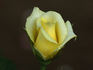 Breath of Spring rose photo
