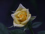 Breath of Spring rose photo