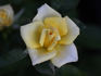 Breath of Spring rose photo