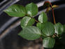 Breath of Spring rose photo
