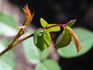 Breath of Spring rose photo