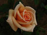 Michel Cholet ™ rose photo