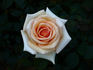 Sam Trivitt rose photo