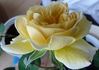 Sonnhalde rose photo