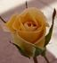 Sonnhalde rose photo