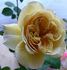 Sonnhalde rose photo