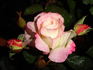 Gala Charles Aznavour ® rose photo