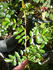 42-03-02 rose photo