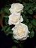 Brindabella Bouquet rose photo