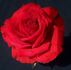 Brindabella Blaze rose photo