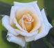Sam Trivitt rose photo