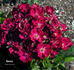Sneezy rose photo