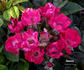 Sneezy rose photo