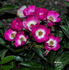 Bashful rose photo