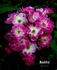 Bashful rose photo