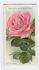 Mrs. Cocker rose photo