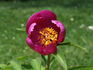 <i>P. officinalis</i> subsp. <i>banatica</i> peony photo