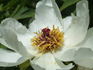 <i>P. ostii</i> T. Hong peony photo
